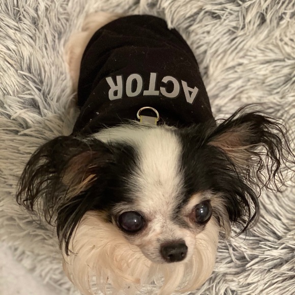 ACTOR dog shirt 🖤🐾 - Picture 5 of 9